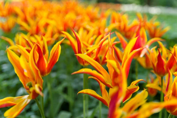 Mooie rode oranje tulpen in tulp veld met wazig achtergrond — Stockfoto