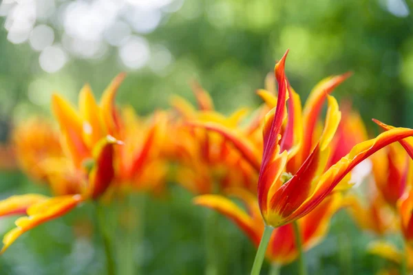 Hermosos tulipanes rojos anaranjados en el campo de tulipanes con fondo borroso —  Fotos de Stock
