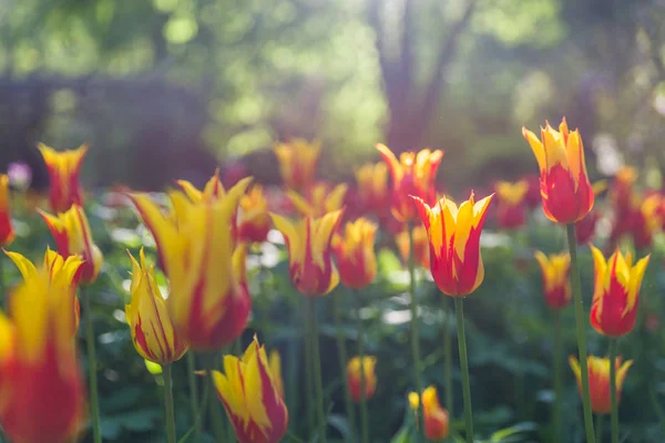 Gebied van mooi rood oranje tulpen met flare licht — Stockfoto