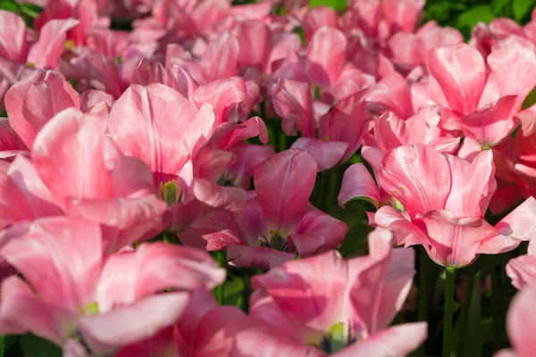 Roze tulpen veld met vervaging achtergrond — Stockfoto