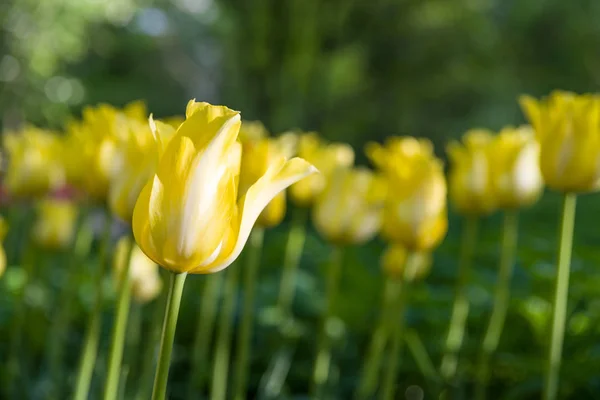 De gele tulp Triumph in tulp veld met achtergrond wazig — Stockfoto