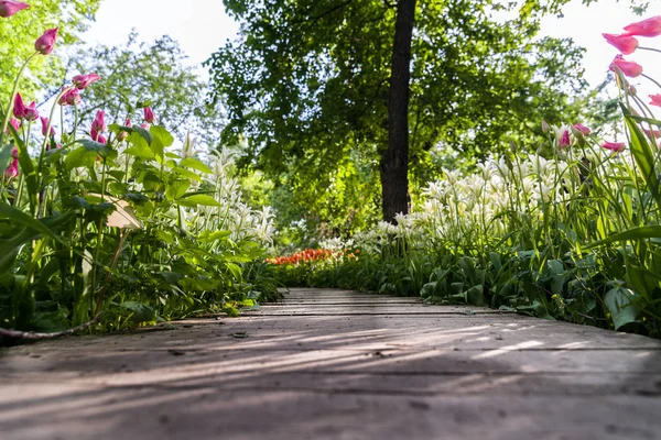 Her iki tarafta büyüyen Lale parkta bir yol