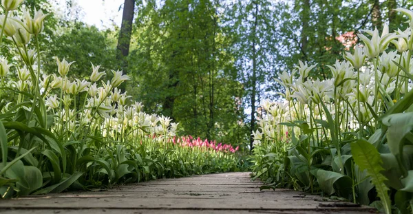 Güzel Beyaz Lale parkta tek başına yol büyüyen. Düşük p