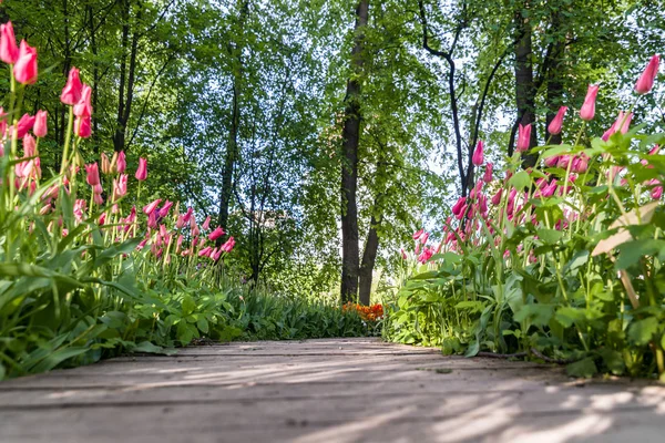 Un sentier dans le parc avec des tulipes poussant des deux côtés — Photo