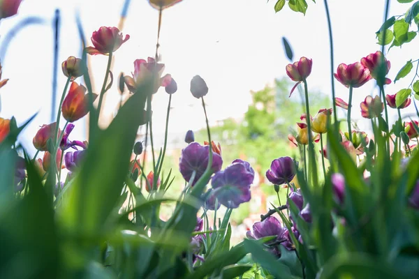 Mooie roze, gele ank paarse tulpen in tulp veld met blu — Stockfoto