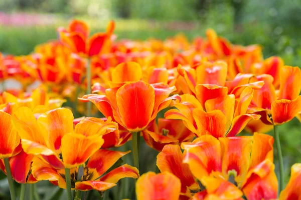 Tulipes dans un parc — Photo