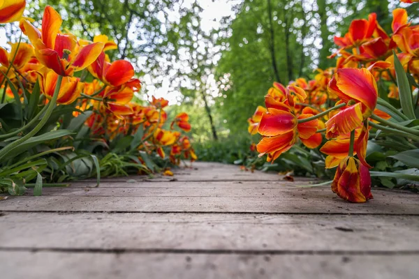 The path in the park with growing red yellow tulips on both side