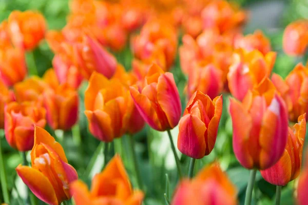 De oranje tulp Triumph in tulp veld met achtergrond wazig Rechtenvrije Stockafbeeldingen