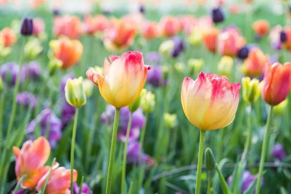 Hermoso rosa, amarillo ank tulipanes púrpura en campo de tulipanes con blu Imagen de archivo