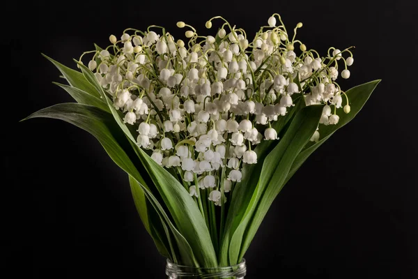 Bouquet of lily of the valley in a jar the black background.