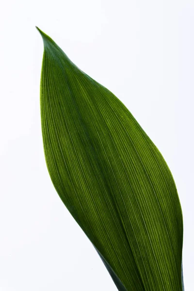 Lily of the valley blad op de witte achtergrond. Stockfoto