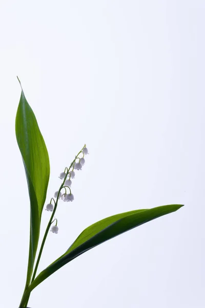 Liljekonvalj blommor på vit bakgrund. Royaltyfria Stockbilder