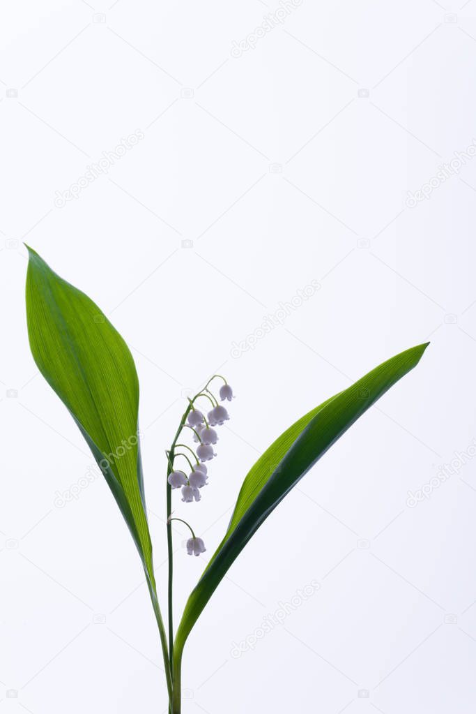 Lily of the valley flowers on the white background.