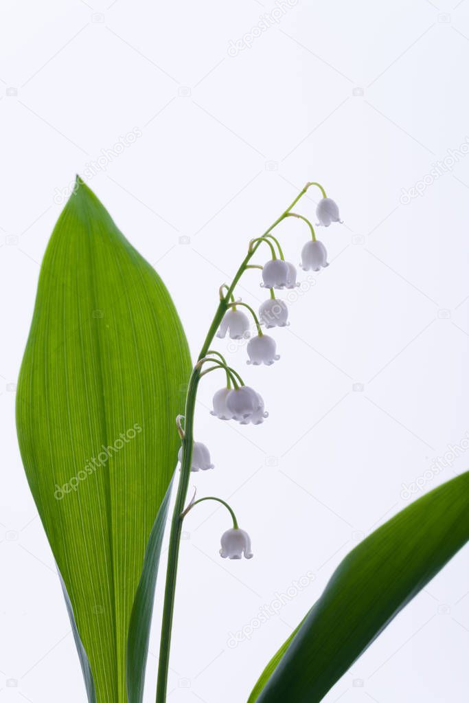Lily of the valley flowers on the white background.