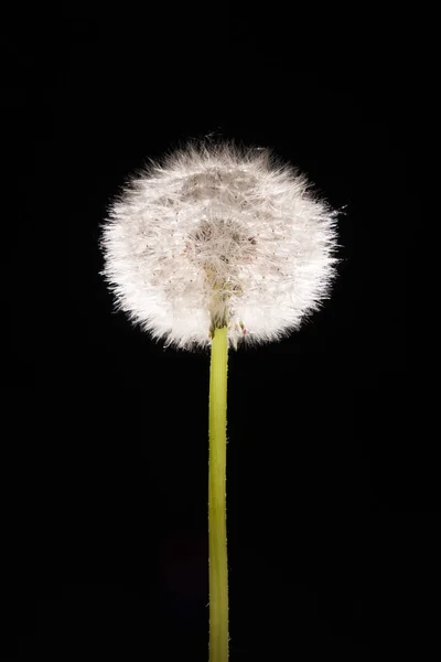 黒の背景に色付きのタンポポの花. — ストック写真