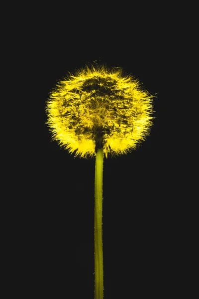 Flor de diente de león de color sobre el fondo negro . — Foto de Stock