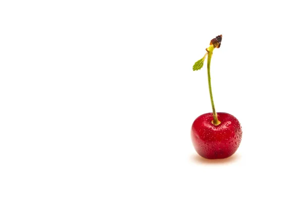 Single cherry with water drops at the right part of the photo