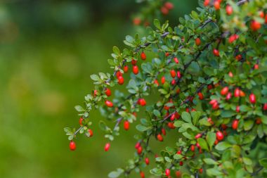Kızılcık çilek arka plan bulanık karşı