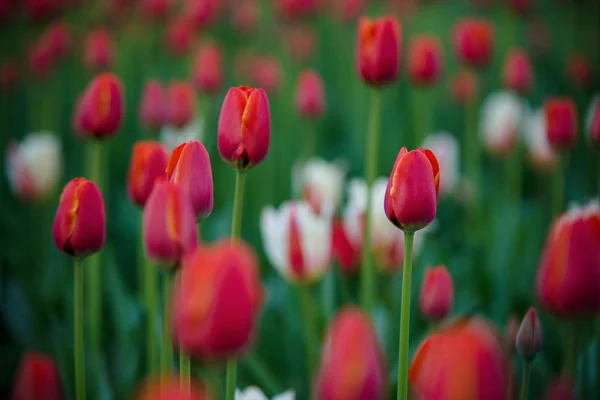 Campo colorido borrado de tulipas . — Fotografia de Stock