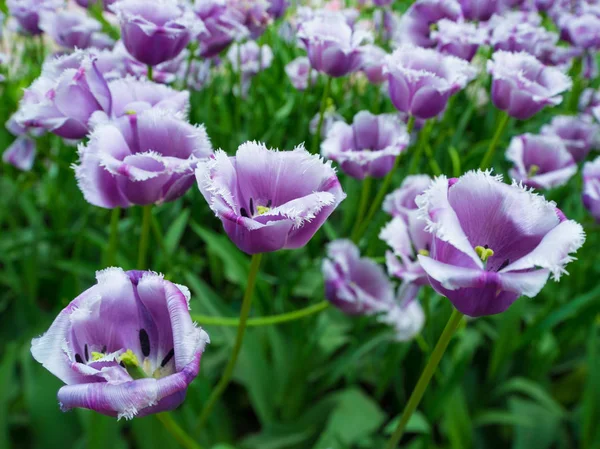 Het gebied van paarse tulpen. — Stockfoto