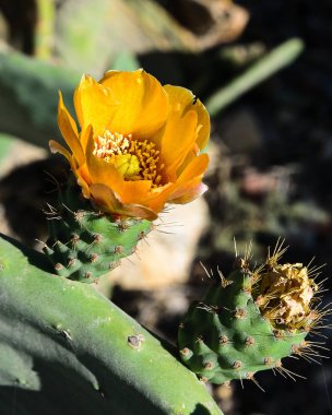 Kaktüs çiçek kadar kapatın.