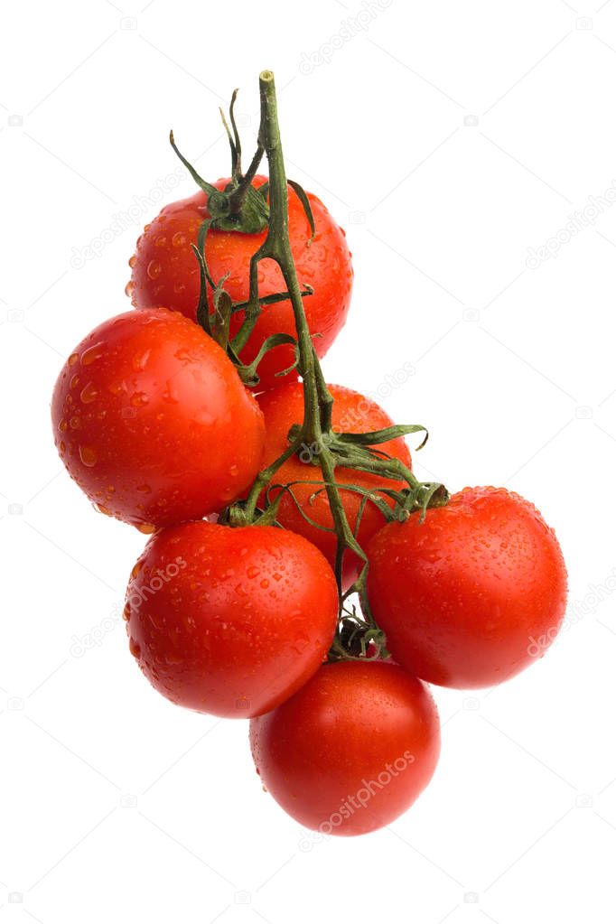 Cherry tomatoes with drops on branch.