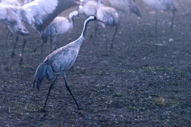 Vinçler alan yiyecek arama içinde. Bayağı turna