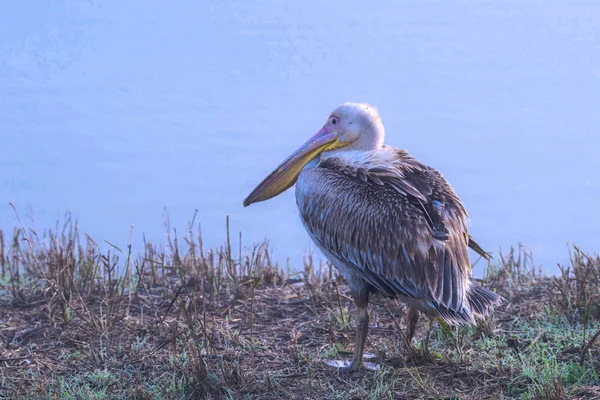 Tidig Dimmig morgon. Pelican står vid kanten av sjön Stockfoto