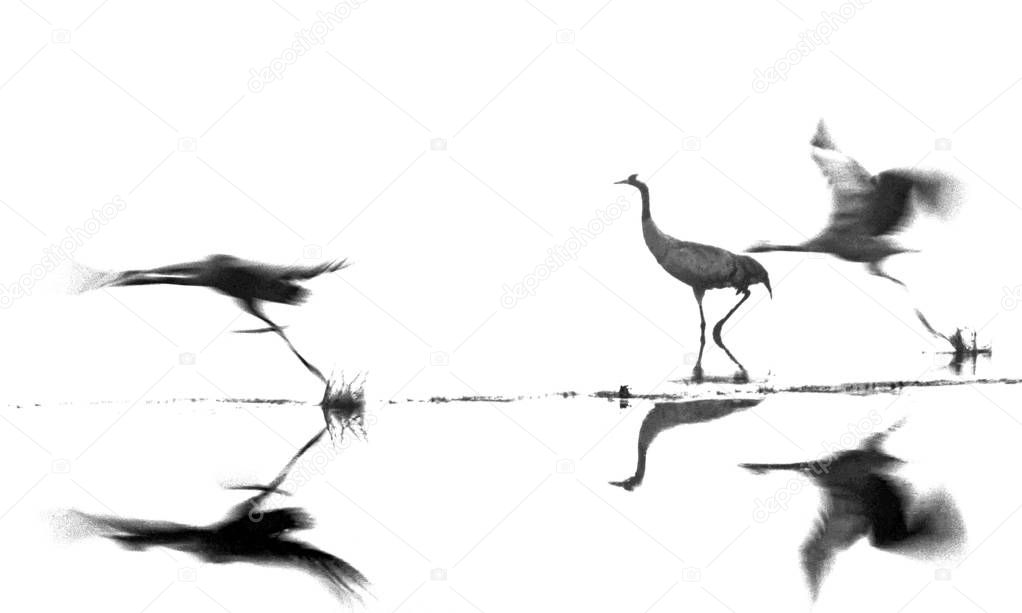 Cranes running up the surface of the water.