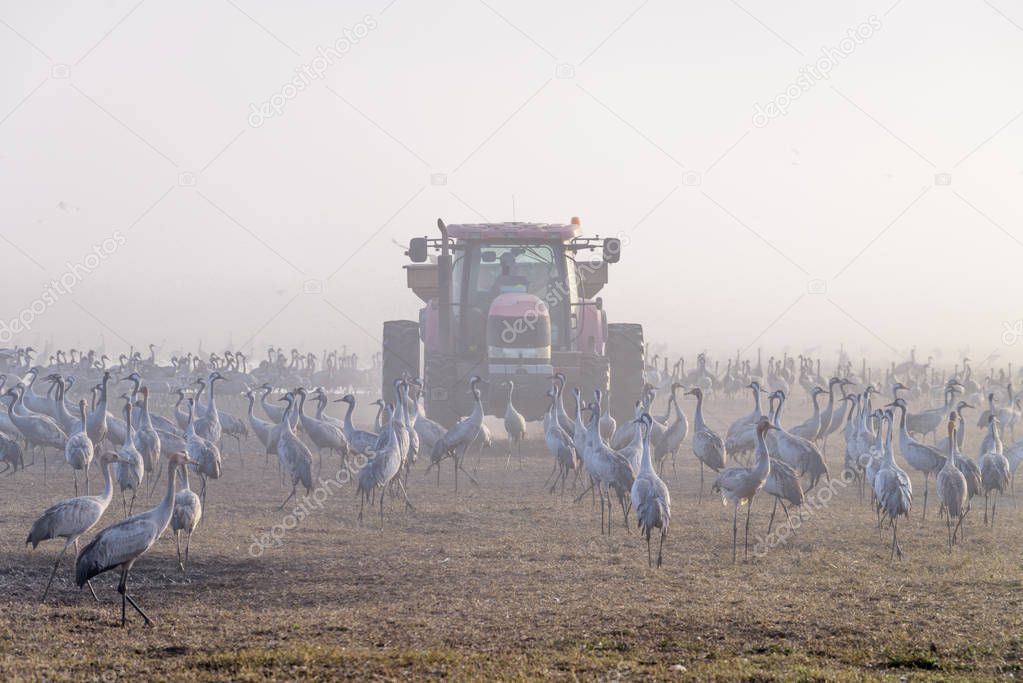 Feeding of the cranes at sunrise in the national park. 