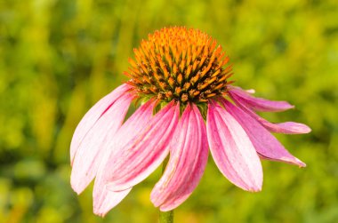 Ekinezya. Ekinezya yakın çekim bir çiçek