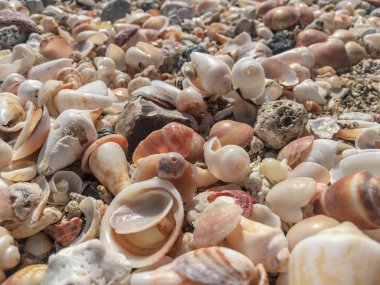 Hediyeler deniz. Deniz kabuğu Plajı. 