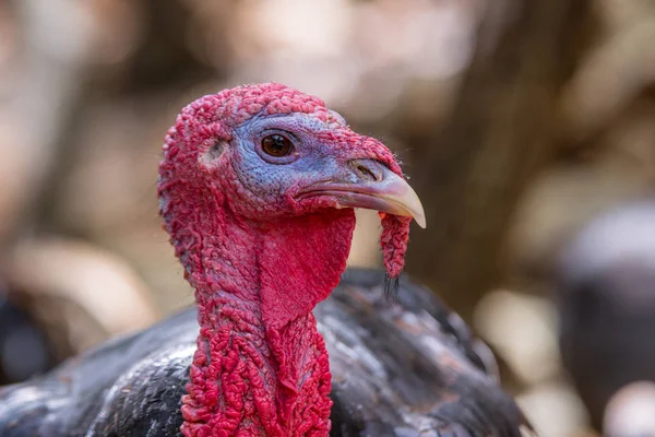 Turkey head close-up