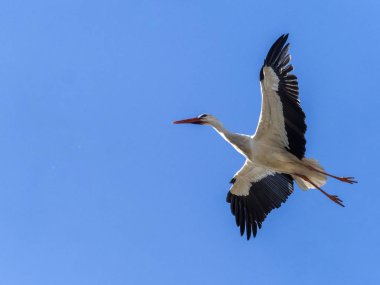 Leylek uçuyor. Boadilla del Monte, Madrid, İspanya