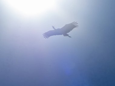 Leylek uçuyor. Boadilla del Monte, Madrid, İspanya