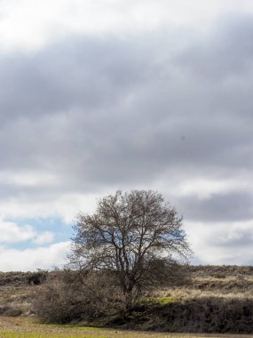 Aranjuez, Madrid, İspanya 'da fırtına bulutları olan bir ağaç.