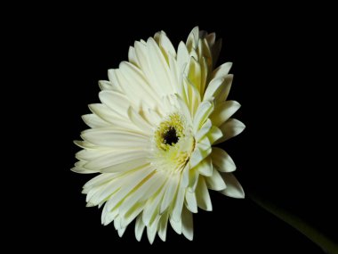 Chrysanthemum on black background