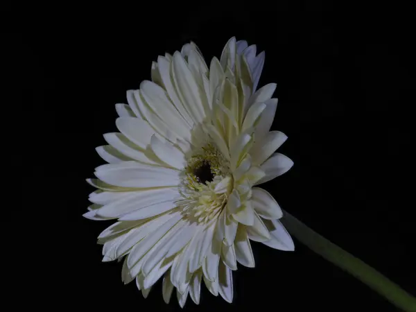 Crisantemo Sfondo Nero — Foto Stock