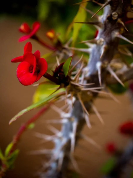 Αγκάθια Κάκτος Euphorbia Milii Κόκκινα Λουλούδια — Φωτογραφία Αρχείου