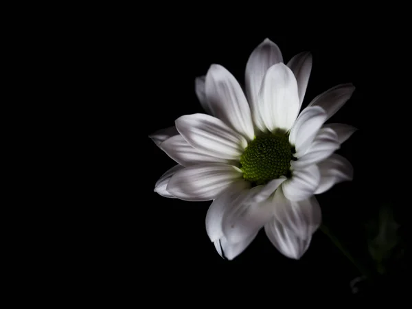 Gänseblümchen Blume Auf Schwarzem Hintergrund — Stockfoto