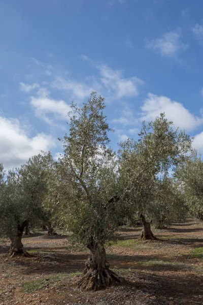 Cueillette Olives Variété Cornicabra Dans Les Montes Toledo Espagne — Photo