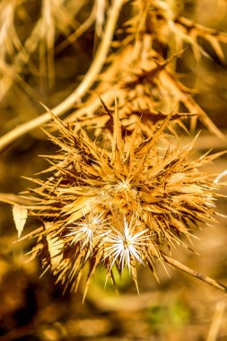 Kuru devedikeni, yazın sonunda bir tarlada.