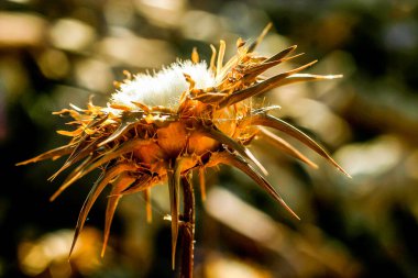 Kuru devedikeni, yazın sonunda bir tarlada.