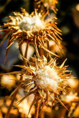 Kuru devedikeni, yazın sonunda bir tarlada.
