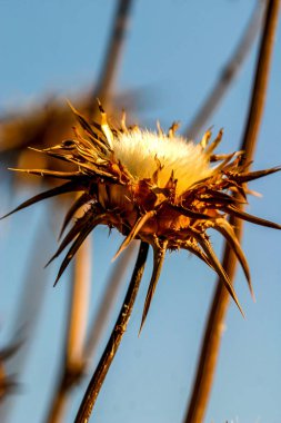 Kuru devedikeni, yazın sonunda bir tarlada.