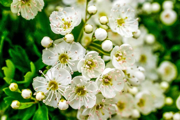 Arbol en flor, durante a primavera. — Fotografia de Stock