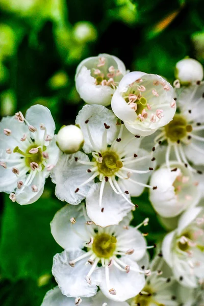 Arbol en flor, durante la primavera. — стокове фото