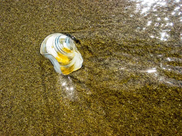 Shell submerged on the shore of the beach — Stock Photo, Image