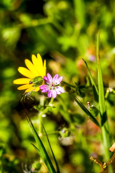 Wilde Blumen auf Gras Hintergrund. — Stockfoto