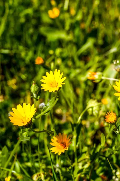Ringelblume, wild gelb auf Grashintergrund. — Stockfoto